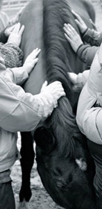 Petting Horse